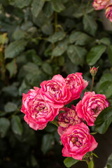 Pink rose bushes begin to fade in the sun and dry out