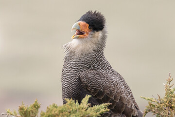 Adult Crested/ Southern Caracara displaying