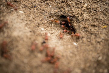 A colony of California Harvester Ants working around their nest - macro