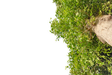 green wood from the bottom to the top on a white background