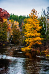 Fall on the Manistee River