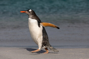 Naklejka premium Gentoo Penguin walking on beach