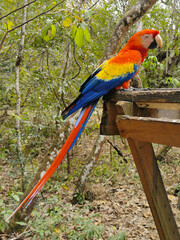 Ara Macau in Copan Ruinas, Honduras