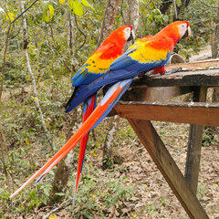 Pair of Ara Macau in Copan Ruinas, Honduras