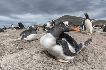 Naklejka premium Gentoo Penguin on nest incubating