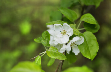 white apple tree flower close up