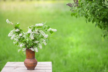 bouquet of white bird cherry in a rotten vase on a background of greenery