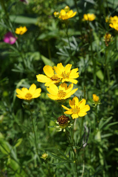 Prairie coreopsis (Coreopsis palmata) in flower