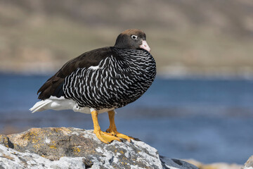 Kelp Goose female