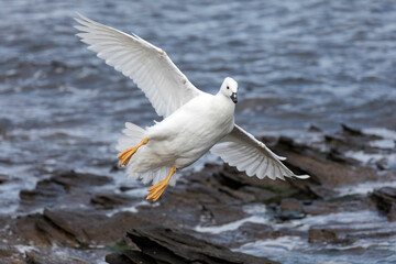 Kelp Goose male coming in to land