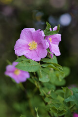 pink rosehip flower close-up