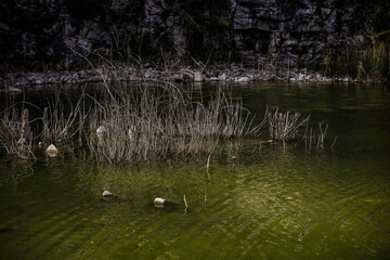 Flooded stone quarry with withered grass and green water