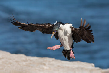 King Cormorant in flight and coming in to land