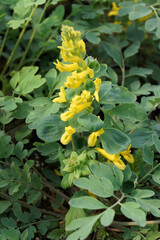 Fototapeta premium Vertical closeup of the flowers and foliage of 'Canary Feathers' corydalis (Corydalis 'Canary Feathers')