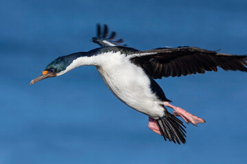 King Cormorant in flight and coming in to land