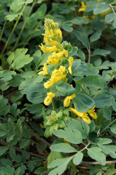 Vertical closeup of the flowers and foliage of 'Canary Feathers' corydalis (Corydalis 'Canary Feathers')