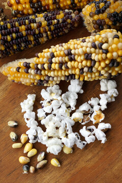 Vertical image of ears of 'Indian Berries' flint corn (Zea mays), with some popped and some unpopped kernels