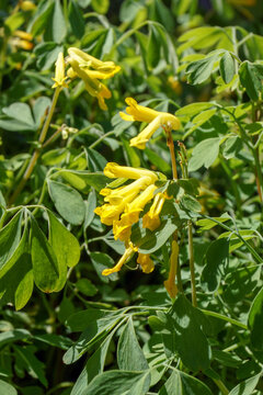 Yellow corydalis (Corydalis lutea [Pseudofumaria lutea]), also known as yellow fumitory, showing the foliage (leaves) and flowers