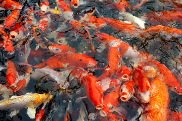 Many beautiful koi fish in the pond