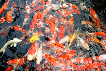 Colorful koi fish in the pond
