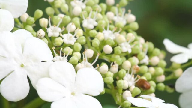 The white Viburnum opulus flowers or the Guelder-rose flowers