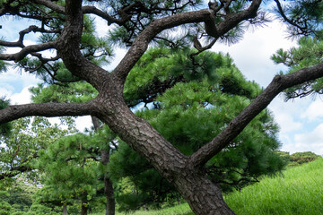 Trees in parkland in Tokyo, Japan