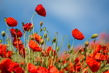 Pretty Red Poppies Beneath a Blue Sky
