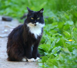 Naklejka na ściany i meble A black and white cat sits on the ground near the green grass