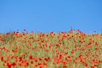 A Poppy Field Beneath a Blue Sky
