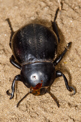 Black beetle (Gnaptor spinimanus) in the sand.