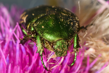 Green beetle (Protaetia ungarica) in bloom 