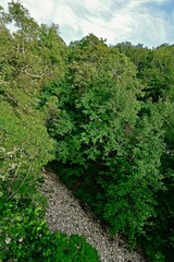 Fototapeta na wymiar river with a rocky channel and green vegetation