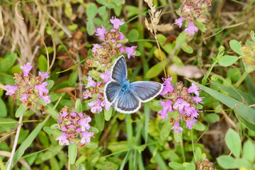 The common blue butterfly is a butterfly in the family Lycaenidae and subfamily Polyommatinae.