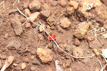 Red Velvet mite. These arthropods spend the major part of the year underground. They emerge with the first rains of the monsoon.