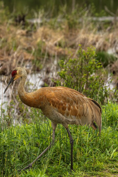Sandhill Crane at marsh edge.