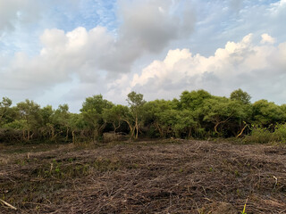 Mangroves trees at madh ialand