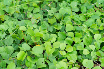close up green leaves of Ipomoea pes-caprae on sand sea beach for background and texture