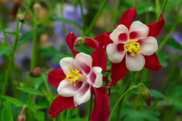 Beautiful red columbine flowers