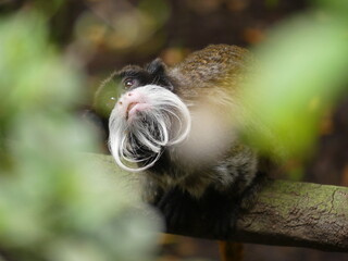 Emperor Tamarin