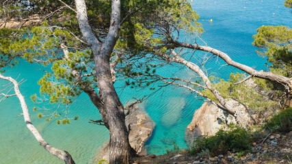Bright blue quiet water beach landscape with green trees in a coastal landscape in Begur, Catalonia