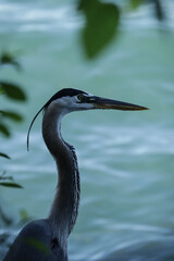 great blue heron