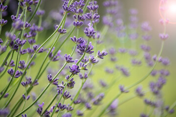 Closeup of lavender flowers in a field