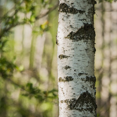 Obraz premium birch tree trunk
