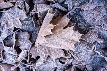 Frozen leaves in the grass outdoors in winter. Beautiful textured orange and brown leaves in frost closeup macro