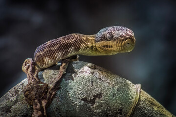 close up of a snake