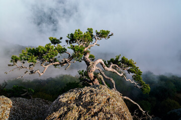 Tree on the the top of the mountain Demerdzhi. Crimea. Crimean mountains.