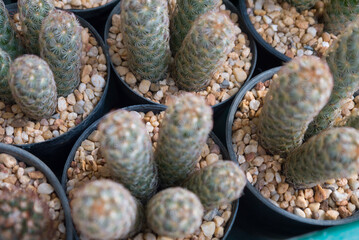 little various cactus and succulent plants in on small pot, plant for decoration.