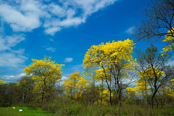 Guayacanes,  Provincia del Guayas. Colimes..