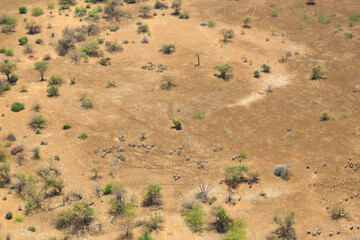 Aerial view of a herd of Burchell's zebras (Equus quagga) in the Shompole conservancy area in the Great Rift Valley, near Lake Magadi, Kenya.