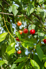 Red cherries are just starting to ripen, the leaves are still very light green